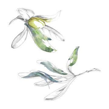 Mediterranean olive branch, bay laurel, willow leaves rosette, ripe fruit. Delicate watercolor accents, hand drawn pencil detailing. Botanical illustration for seasonal farmers marketing materials.