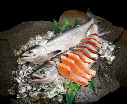 岩盤の上に氷とハランを敷いて新鮮な時鮭、魚体とハラミを強調、丸ごと切り身にした食材画像。