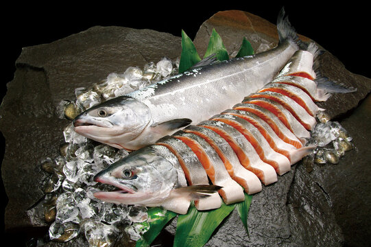 岩盤の上に氷とハランを敷いて新鮮な時鮭（若い白鮭）の魚体と丸ごと切り身にした食材画像。