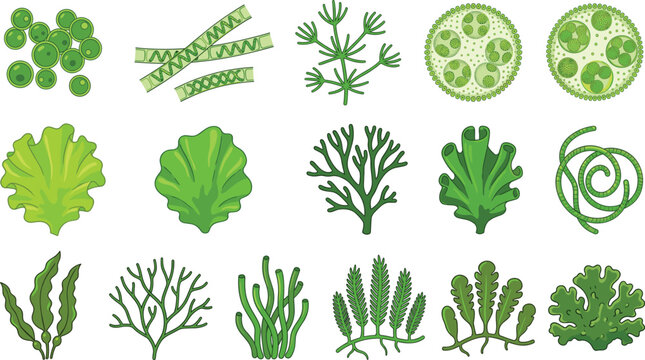 Green Algae Microorganisms and Seaweed Vector Set with Volvox, Spirogyra, Chlorella, Kelp, and Marine Botany Icons for Science Education and Ecosystem Designs