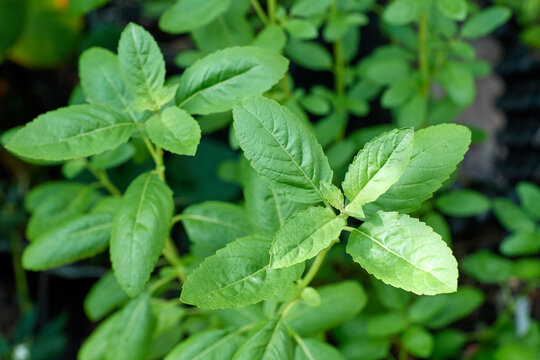 Krapow ( Thai Holy Basil )Holy basil