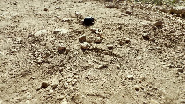 A small black beetle crawls with quiet determination across a dry, dusty path in Crimea. This resilient creature's solitary journey inspires a sense of peaceful wonder and respect for nature.