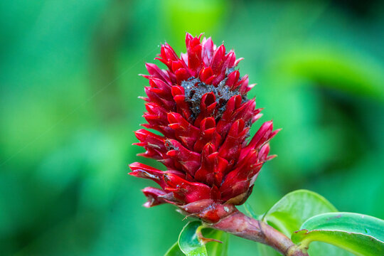 Vibrant Red Spiral Ginger Flower (Costus barbatus) in Tropical Garden