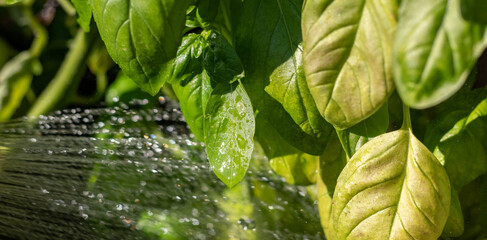 Gartenarbeit im Sommer – Bewässerung von Gemüsepflanzen im Hochbeet © Tobias