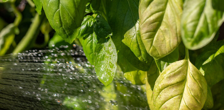 Gartenarbeit im Sommer &ndash; Bew&auml;sserung von Gem&uuml;sepflanzen im Hochbeet