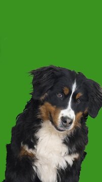 Bernese Mountain Dog on a green screen