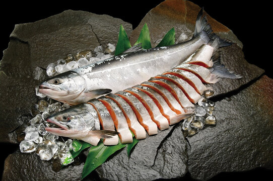 岩盤の上に氷とハランを敷いて新鮮な時鮭の魚体と丸ごと切り身（若い白鮭）を盛りつけた魚食材画像。