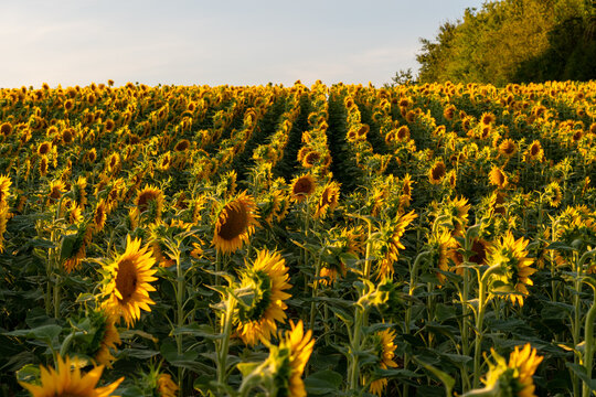 Endloses Sonnenblumenfeld im warmen Sonnenlicht &ndash; Sommerliche Agrarlandschaft