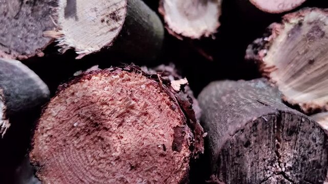 Freshly cut tree trunks reveal wood grain and growth rings, forestry concept, natural resource, timber production.