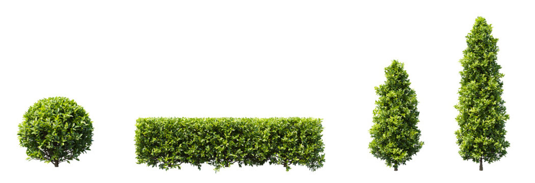 Garden topiary shrubs and hedge set isolated on transparent background for landscape