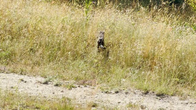 A cat stands frozen, hunting in tall grass in Crimea. This intense, focused moment captures the thrilling wild instinct of a predator in the golden field.