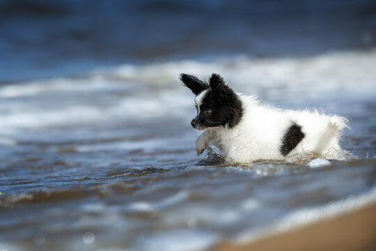 small papillon puppy swimming in the sea