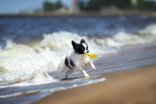 playful papillon puppy fetching a toy from the sea