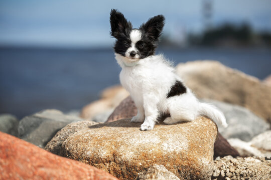 cute papillon puppy sitting on rocks by the beach