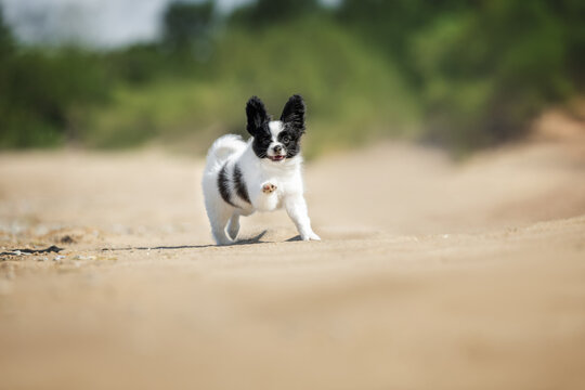 happy papillon puppy running on a beach