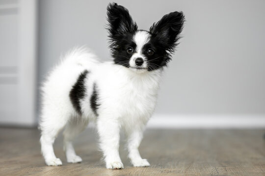 cute papillon puppy standing in the room