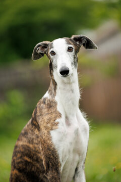 cute galgo dog portrait outdoors in summer