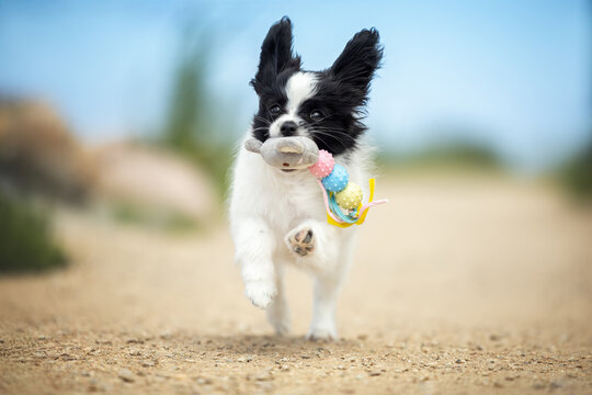 happy papillon puppy running outdoors with a toy in mouth