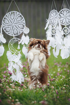 cute chihuahua dog begging outdoors in summer