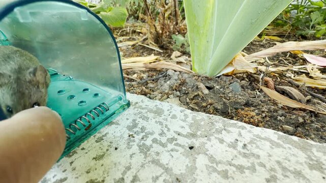 A cautious mouse steps out of a green plastic trap onto the garden ground. The tiny creature feels curious and hopeful in its new environment.