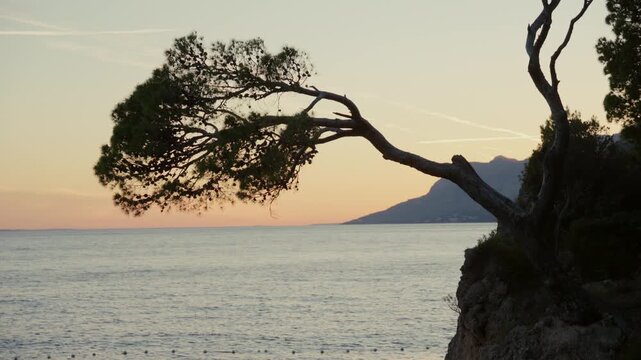 Mediterranean pine tree overlooking the Adriatic Sea at sunset in Brela, Croatia, featuring a peaceful coastal landscape, golden evening light and tranquil seascape