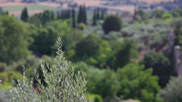 Close-up view of olive trees in Assisi, the city of St. Francis, Umbria, Italy