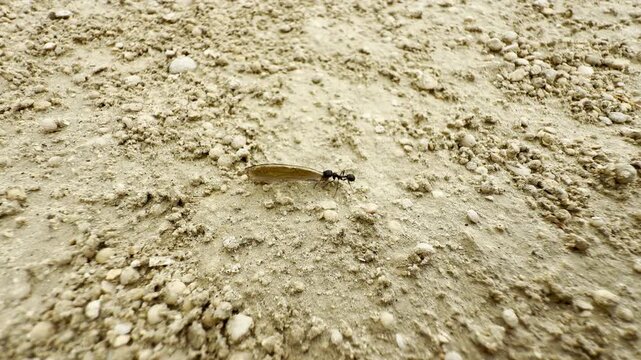 A determined ant carries a heavy seed across the dry, sandy ground. This tiny insect feels hardworking and persistent in its vast environment.