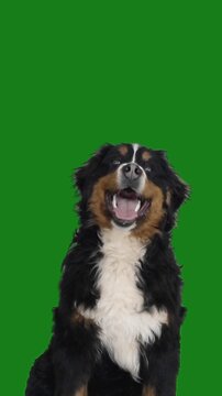 Bernese Mountain Dog on a green screen