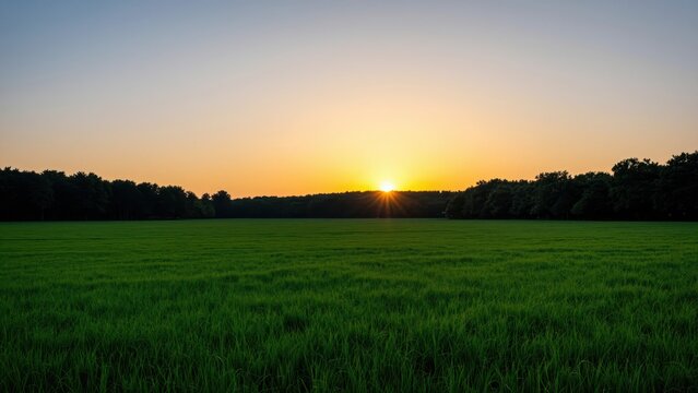 Serene Sunrise over Verdant Field: The sun crests the horizon, casting a warm golden glow over a vast, vibrant green field, with a dark silhouette of trees in the distance under a clear, gradient sky.