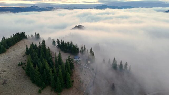 Misty mountain homestead surrounded by spruce trees above a sea of clouds, drone video frame with soft dawn light, rolling hills and quiet rural atmosphere