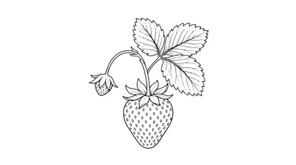Vintage strawberry line art vector, botanical garden fruit sketch with leaves, hand drawn berry illustration for organic food packaging © Rehana
