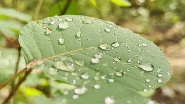 Clear raindrops sparkle on a green smoketree leaf. The fresh foliage rests peacefully in a sunlit garden, bringing a joyful feeling of purity.