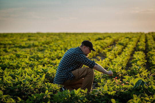 Middle aged male farmer in a cap and plaid shirt examining young soybean plants in a field