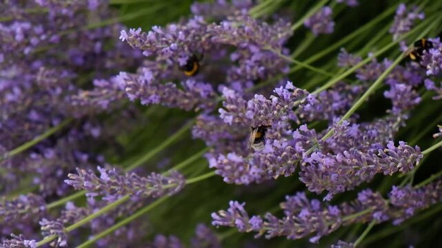 Blooming lavender with a bumblebee in soft summer light. Natural floral background for wellness, aromatherapy, garden, and cosmetic branding.