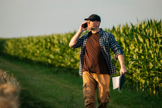 Middle aged male farmer walking between corn and rye fields while talking on his smartphone