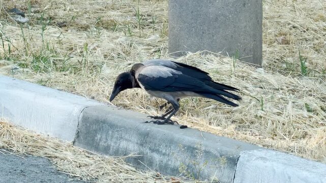 Two young crows peck curiously at ants on a concrete curb. The focused birds hunt together beside dry grass, bringing a lively and intriguing feeling of determination.