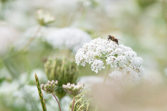Wild carrot plant, daucus carota, wildflower with honey bee collecting nectar, flowers attract pollinator