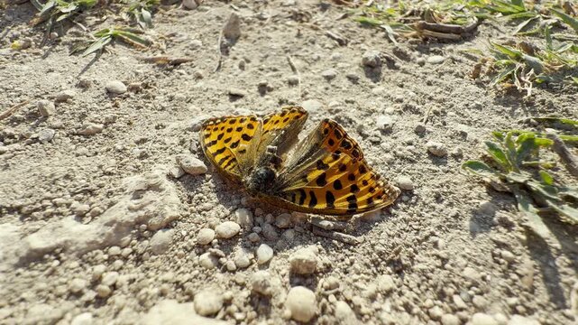 A dead Queen of Spain fritillary butterfly lies motionless on the dry, dusty ground. This fragile creature evokes a deep sense of sadness and melancholic beauty.