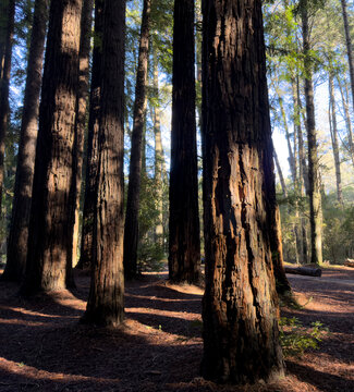 Redwood forest trees with sunlight and shadows