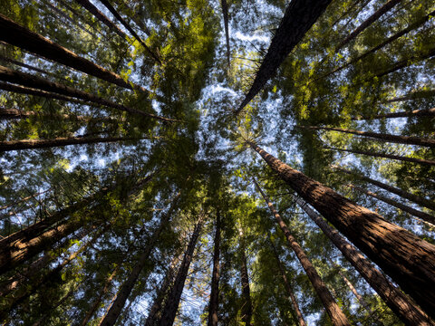 Looking upward view of redwood forest trees