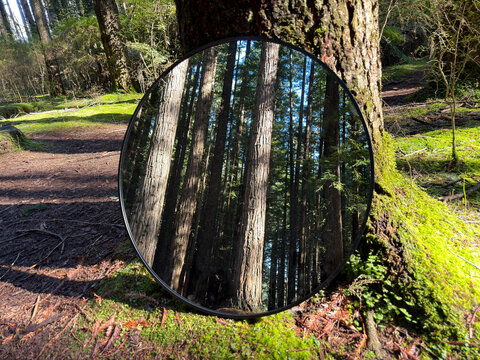 Creative reflection of redwood forest and natural moss