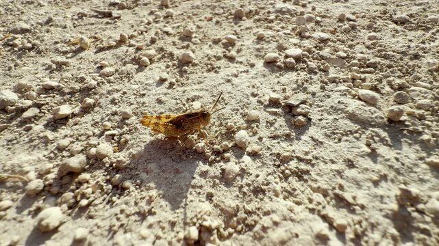 A lonely grasshopper rests quietly on the hot, dusty ground. This small insect feels alert and peaceful in its bright, vast environment.