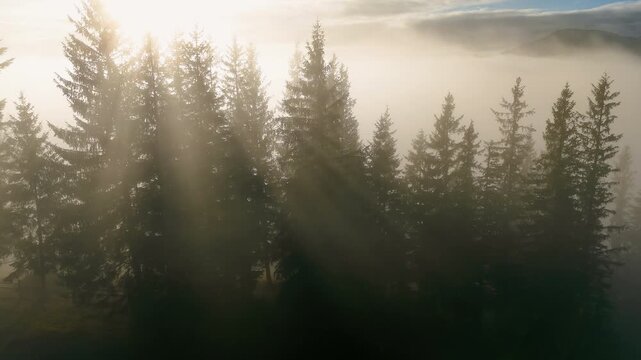 Sunbeams through spruce forest above a silent foggy mountain valley, aerial video frame with soft morning haze, silhouetted trees and layered hills