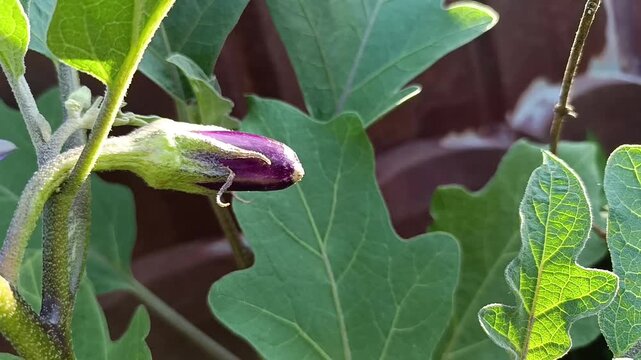 Ripe Purple Eggplant (Solanum melongena) Growing on Plant in Tropical Garden
