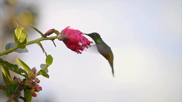 A vibrant hummingbird approaching a beautiful red flower