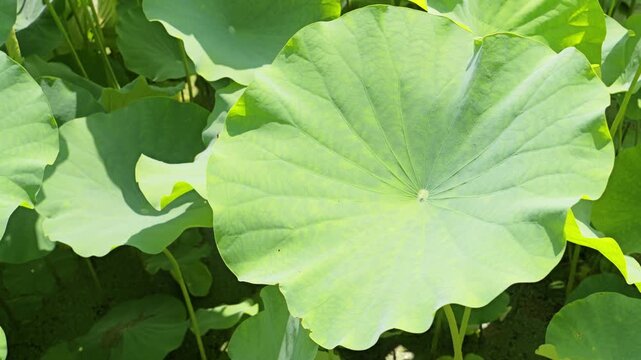 Sunlit Lotus Leaves in a Summer Pond Natural