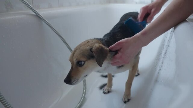 A dog stands in a bathtub after a bath while its owner gently brushes out loose undercoat