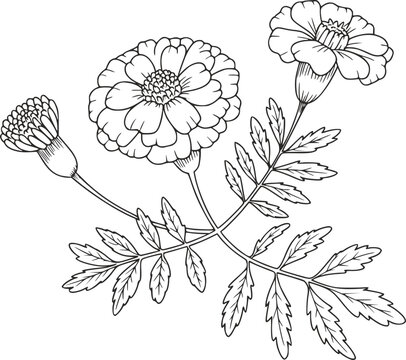 白い背景に描かれた、葉のある開花したマリーゴールドの花の詳細な白黒の線画