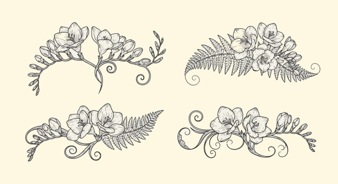Collection of four horizontal botanical line art illustrations featuring freesia flowers, fern leaves, and ornamental swirls in black ink on a cream background.