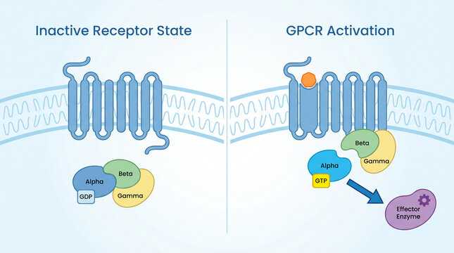GPCR Activation and Inactive Receptor State Biological Infographic Diagram
